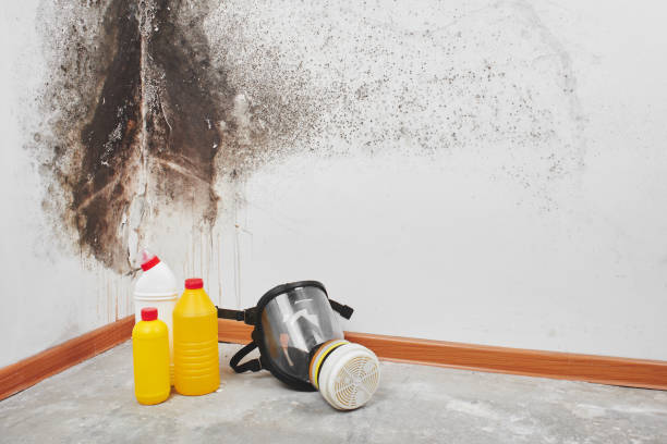 Best Mold Remediation  in Penryn, CA