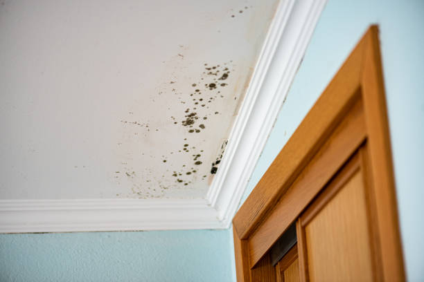 Best Crawl Space Mold Removal  in Penryn, CA