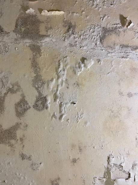 Home Mold Removal in Penryn, CA