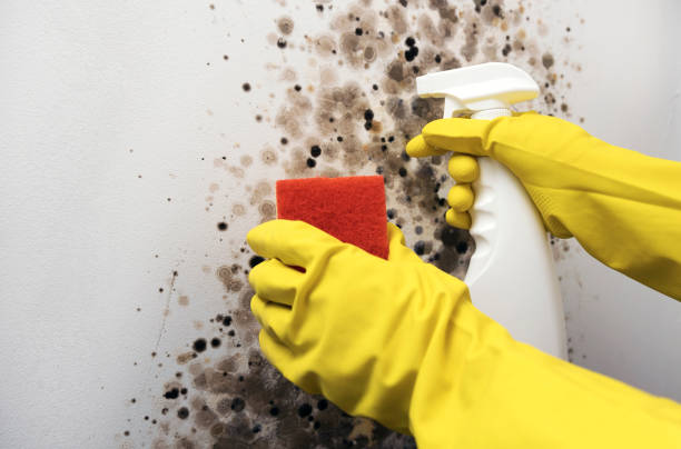 Crawl Space Mold Removal in Penryn, CA