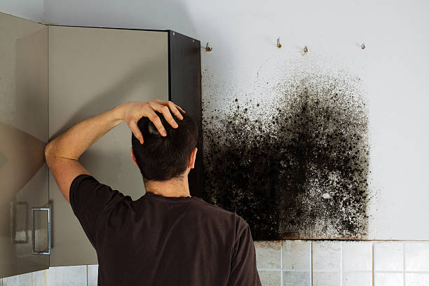 Best Mold Removal Company Near Me  in Penryn, CA