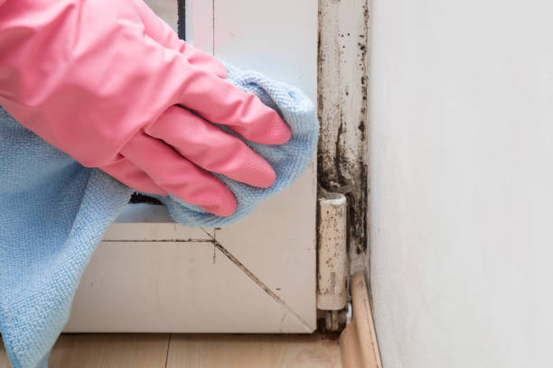 Best Attic Mold Removal  in Penryn, CA